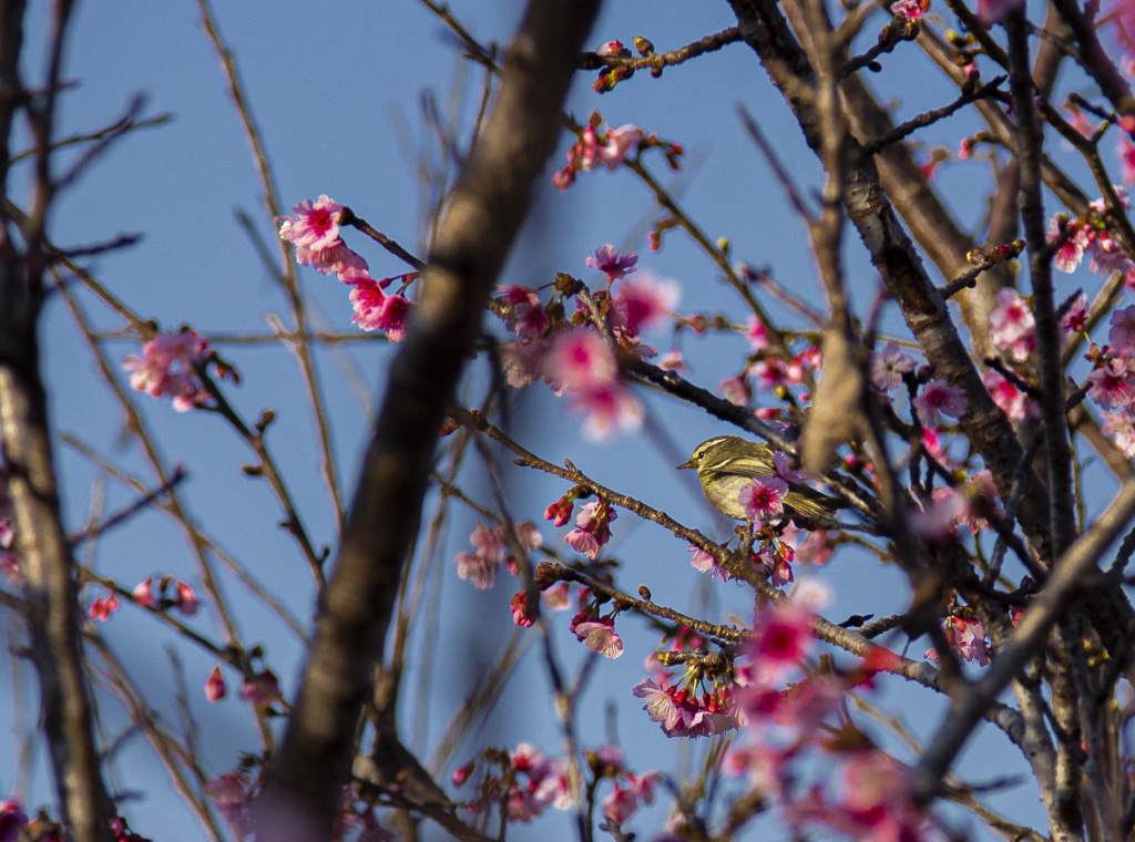 Anh đ&agrave;o khoe sắc - hẹn ng&agrave;y lễ hội