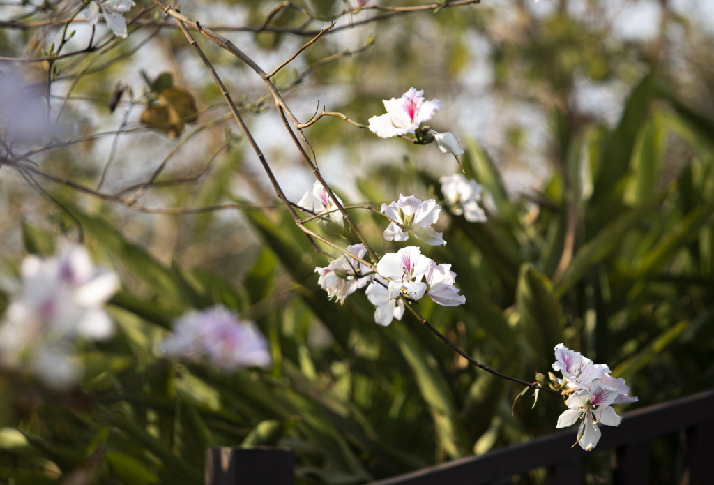 Hoa ban bung nở trước thềm lễ hội