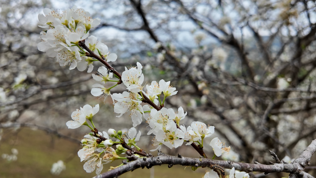 Phi&ecirc;ng Bung hoa mận trắng tinh kh&ocirc;i 