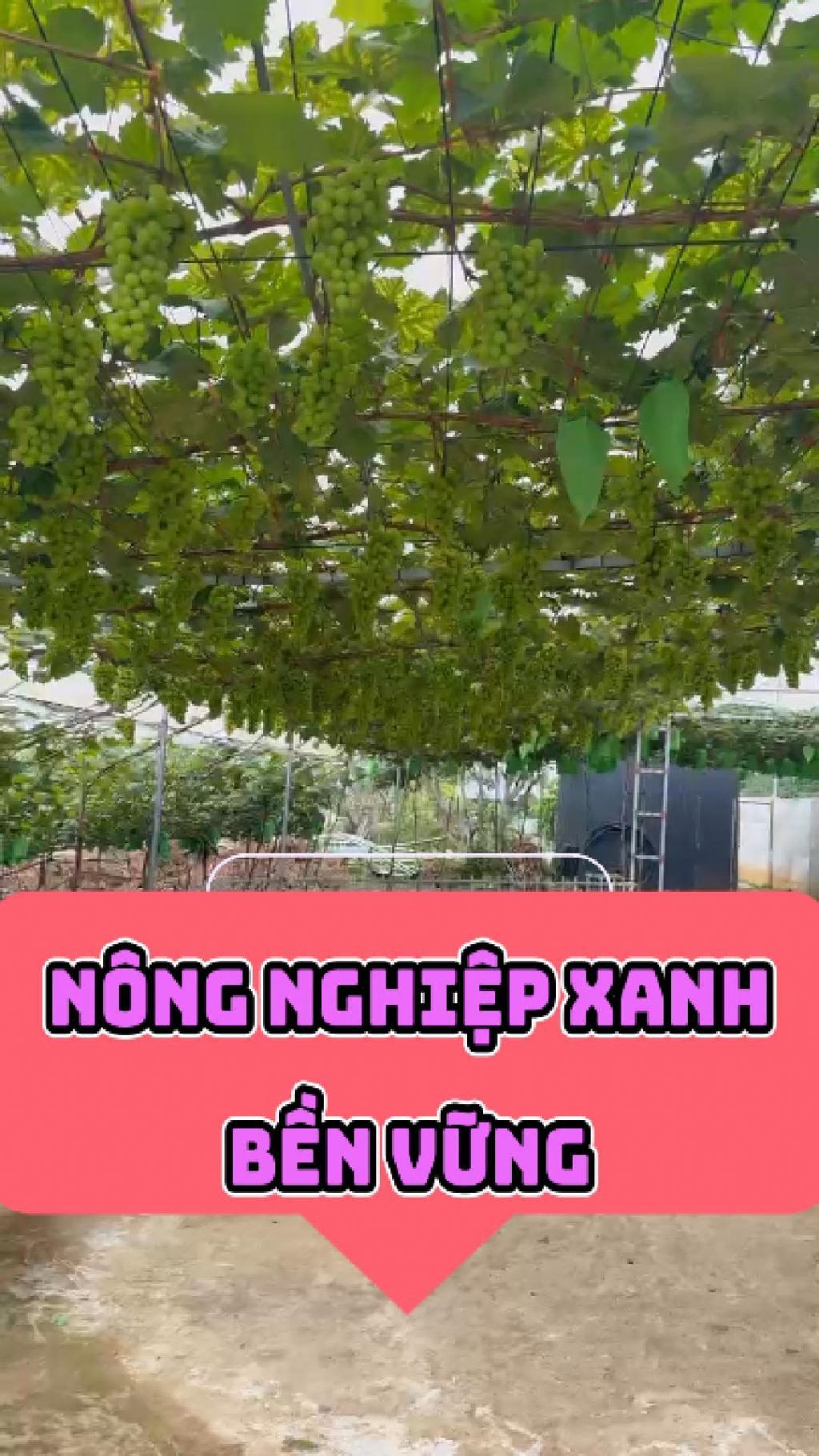 N&ocirc;ng nghiệp xanh, bền vững 