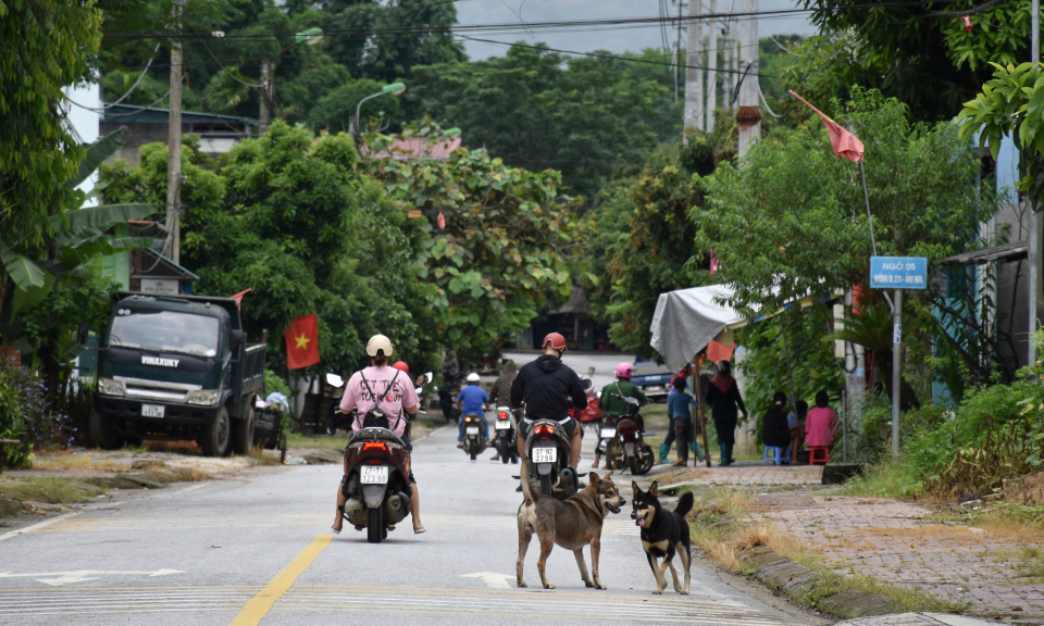 Hiểm họa từ ch&oacute; thả r&ocirc;ng