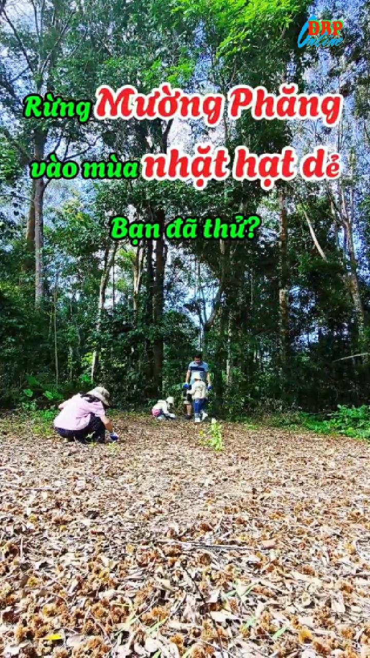 Rừng Mường Phăng m&ugrave;a hạt dẻ