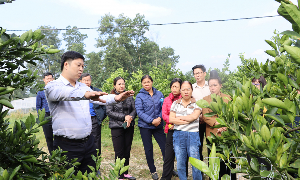 Ứng dụng tiến bộ kỹ thuật nh&acirc;n giống, th&acirc;m canh c&acirc;y cam V2, bưởi da xanh