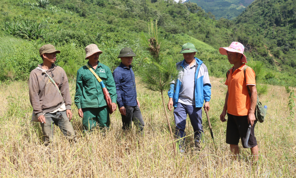Phủ xanh đất trống đồi trọc, cải thiện m&ocirc;i trường sinh th&aacute;i