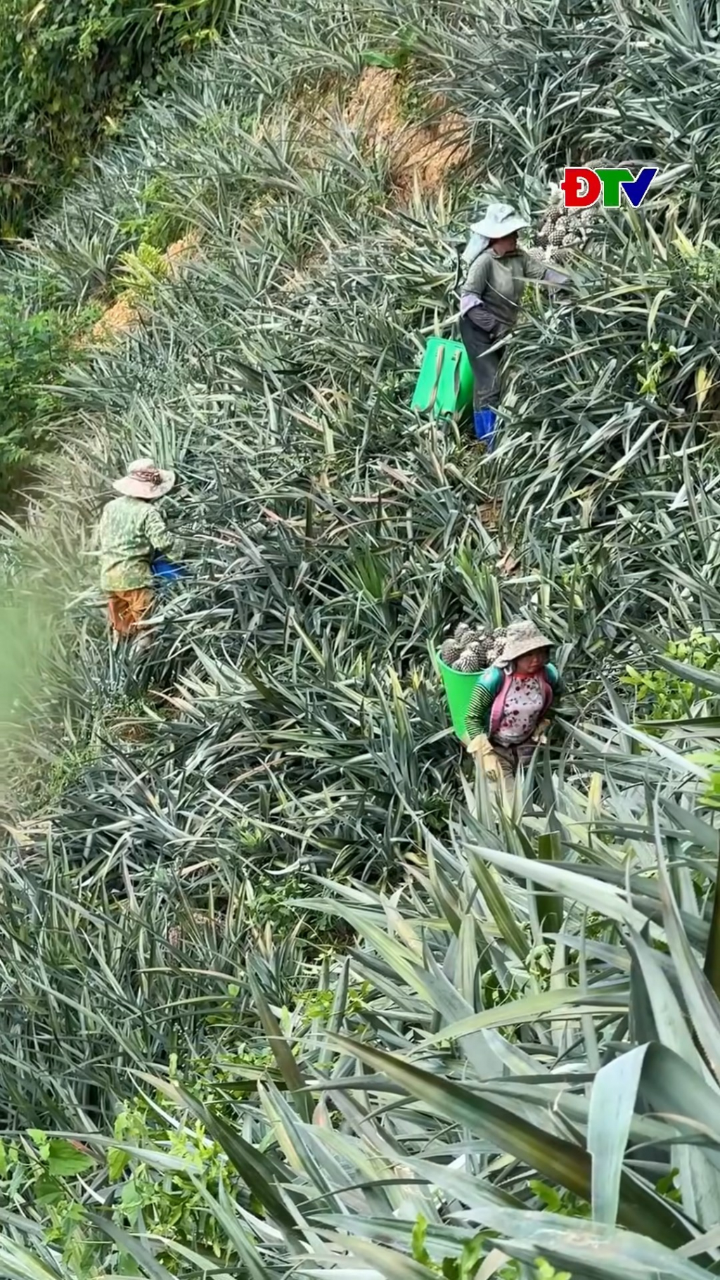 Dứa xanh Na Sang - &ldquo;Ti&ecirc;u chuẩn&rdquo; nh&agrave; m&aacute;y