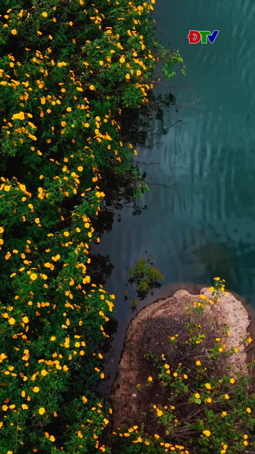 M&ugrave;a hoa d&atilde; quỳ &ndash; Nậm Khẩu H&uacute;