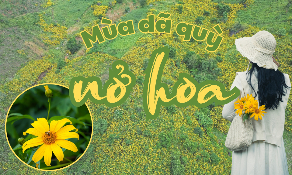 M&ugrave;a d&atilde; quỳ nở hoa