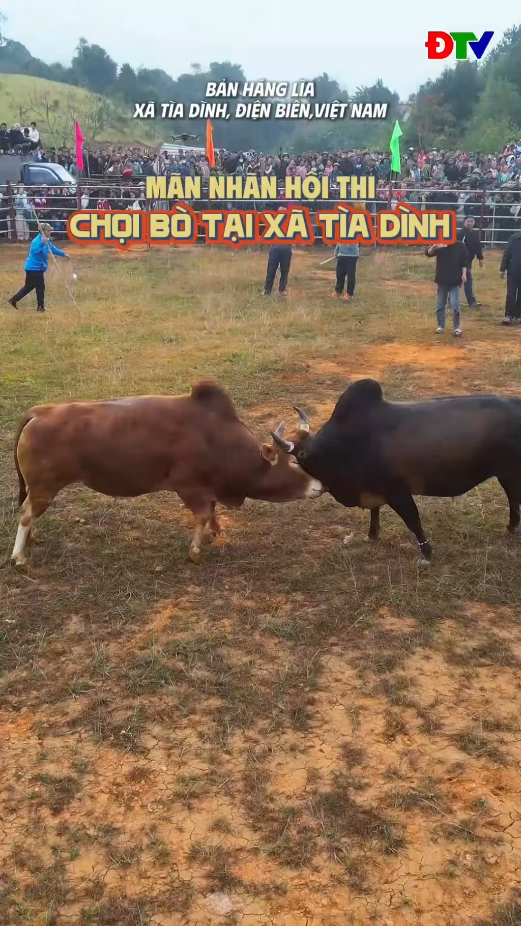 M&atilde;n nh&atilde;n Hội thi chọi b&ograve; tại x&atilde; T&igrave;a D&igrave;nh
