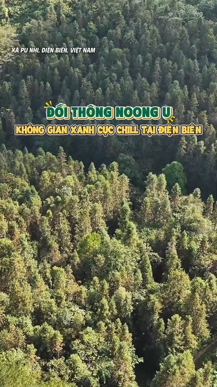 Đồi th&ocirc;ng Noong U - Kh&ocirc;ng gian xanh cực chill tại Điện Bi&ecirc;n