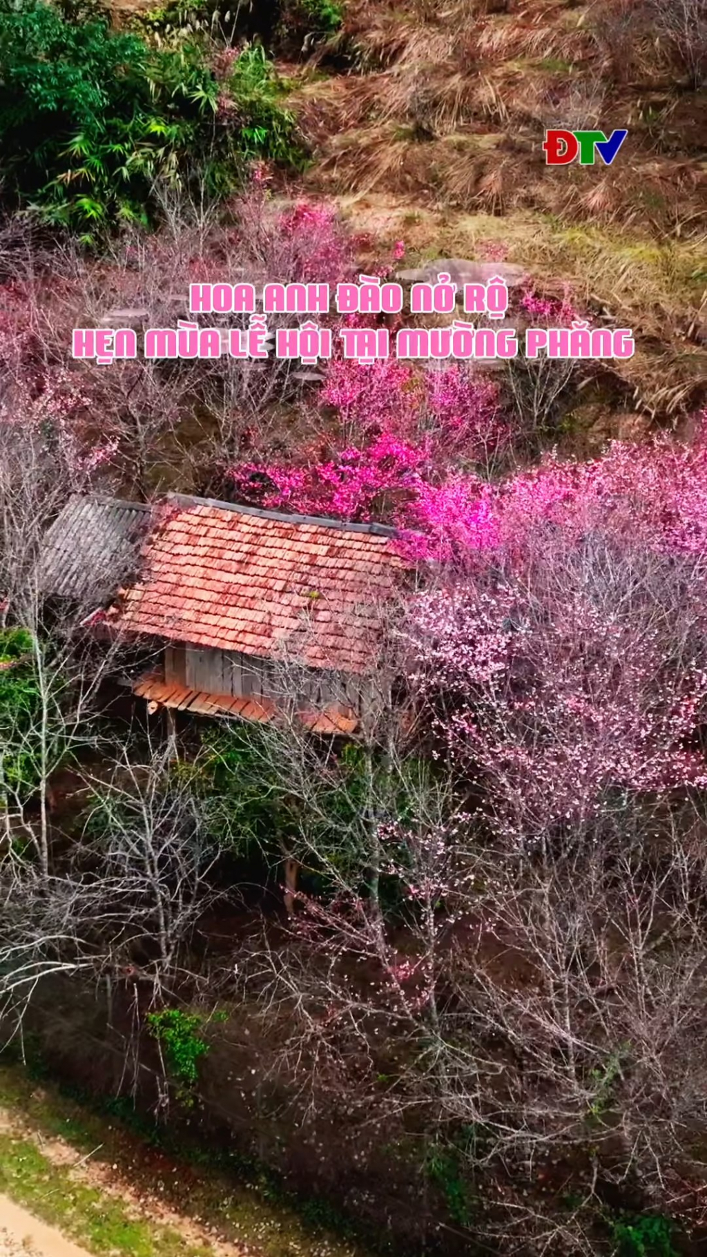 Hoa anh đ&agrave;o nở rộ - Hẹn m&ugrave;a lễ hội tại Mường Phăng