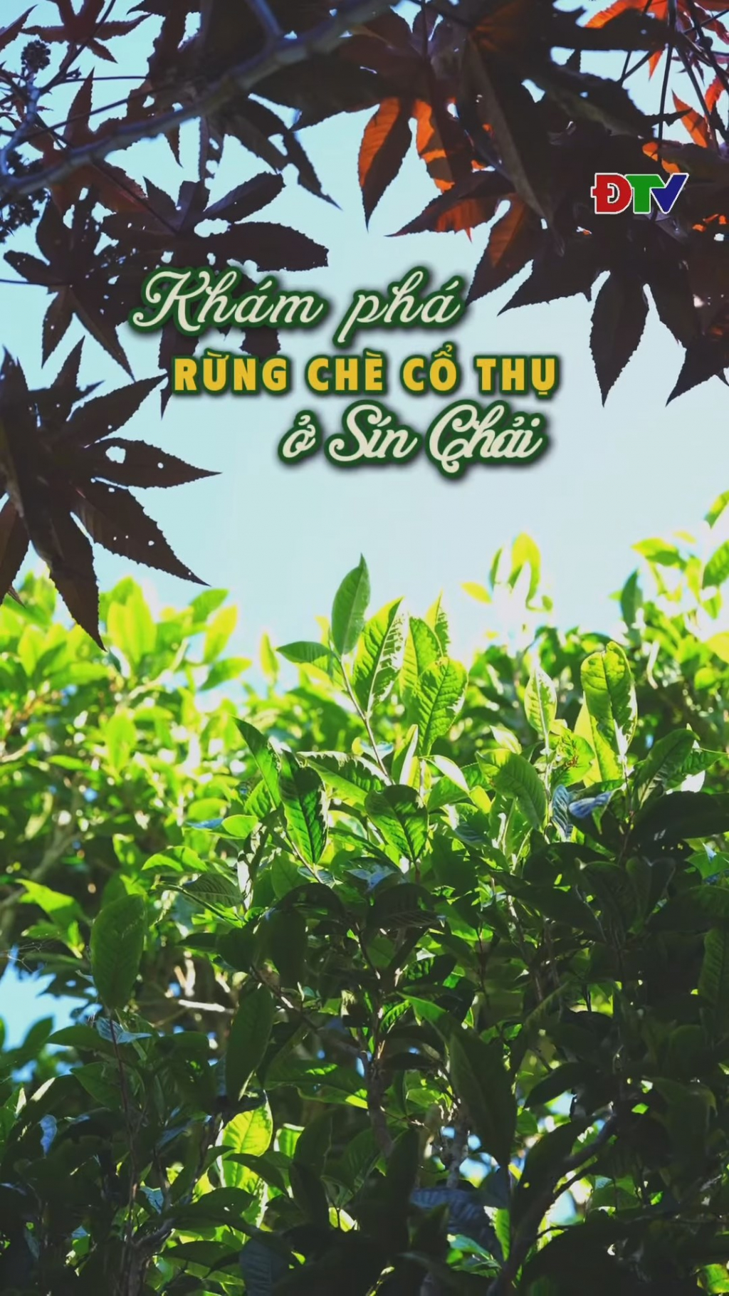 Kh&aacute;m ph&aacute; rừng ch&egrave; cổ thụ ở S&iacute;n Chải