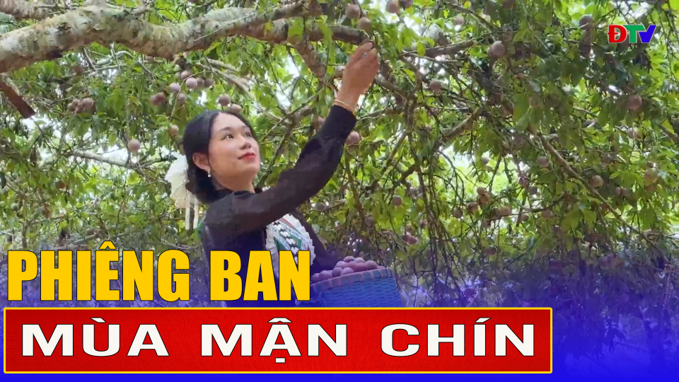 Phi&ecirc;ng Ban m&ugrave;a mận ch&iacute;n