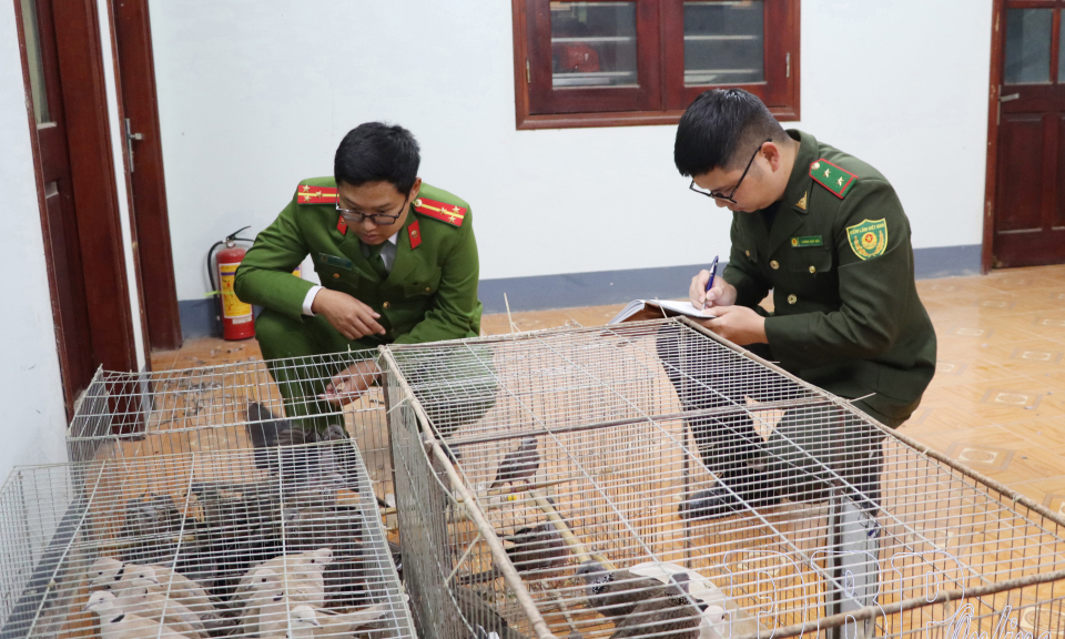 Bị phạt h&agrave;nh ch&iacute;nh 7,5 triệu đồng v&igrave; nu&ocirc;i nhốt chim hoang d&atilde; tr&aacute;i ph&eacute;p