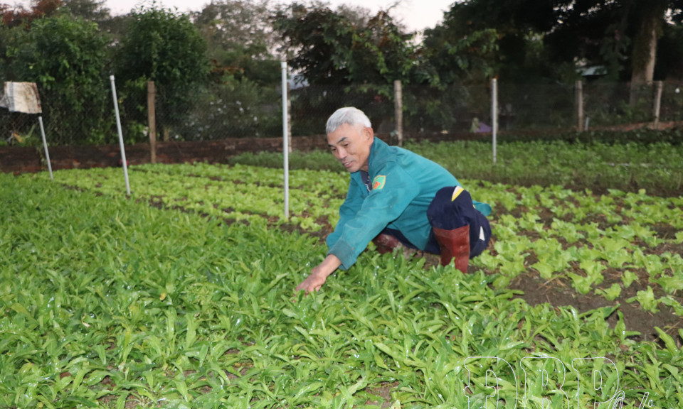 Rau vụ đ&ocirc;ng, đảm bảo nguồn cung dịp tết