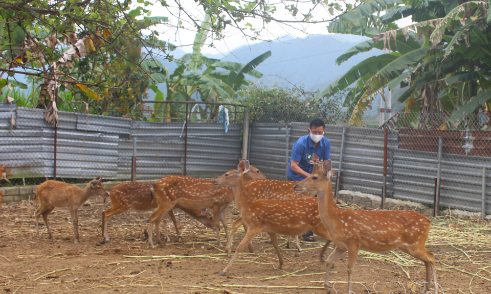 Quản l&yacute; hoạt động g&acirc;y nu&ocirc;i động vật hoang d&atilde;