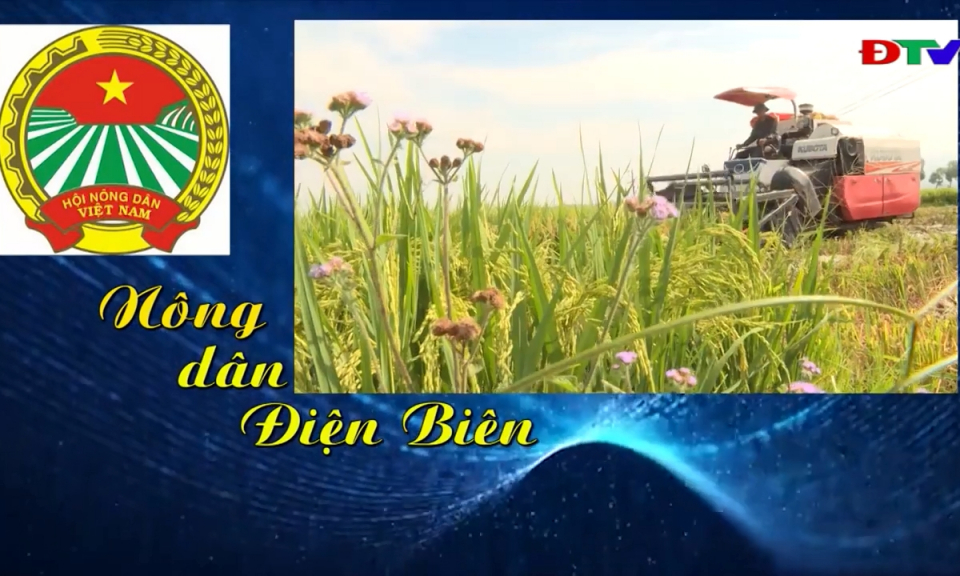 N&ocirc;ng d&acirc;n Điện Bi&ecirc;n (Ng&agrave;y 11-8-2025)