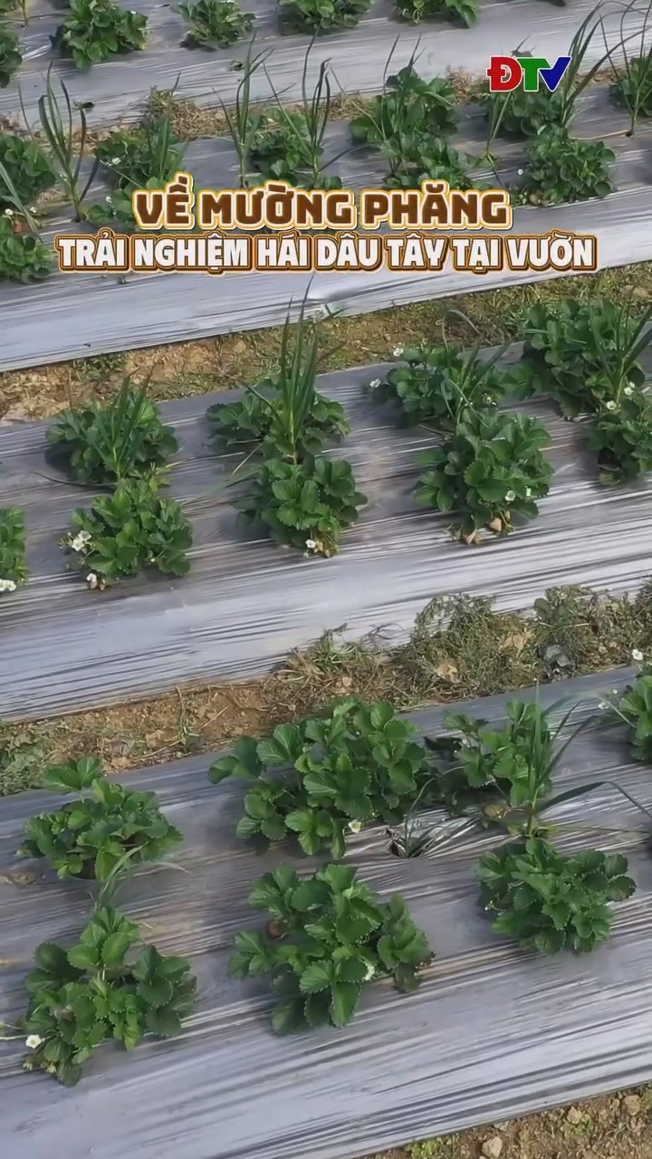 Về Mường Phăng trải nghiệm h&aacute;i d&acirc;u t&acirc;y tại vườn