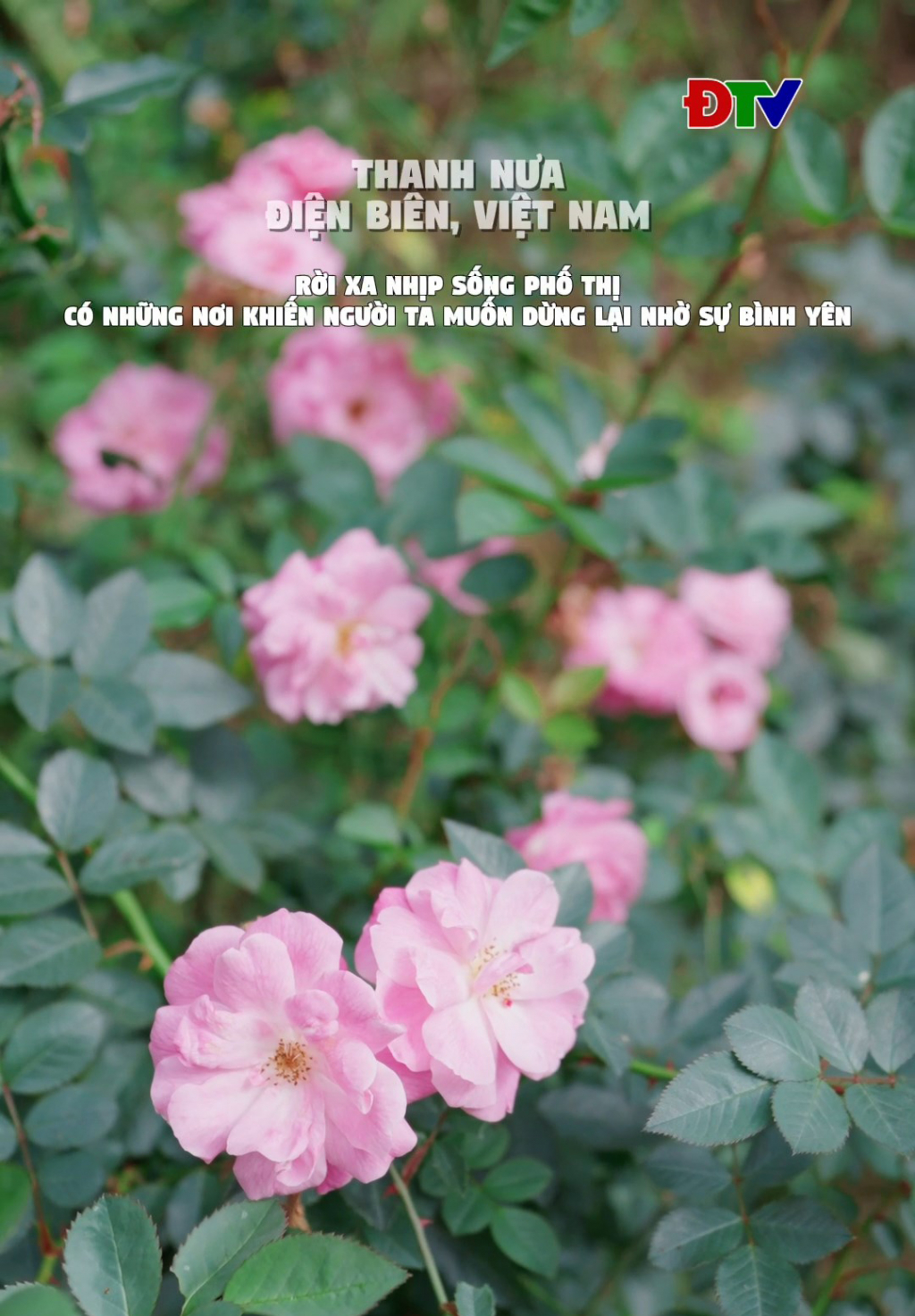 T&igrave;m về b&igrave;nh y&ecirc;n ở "Thung lũng hoa hồng"