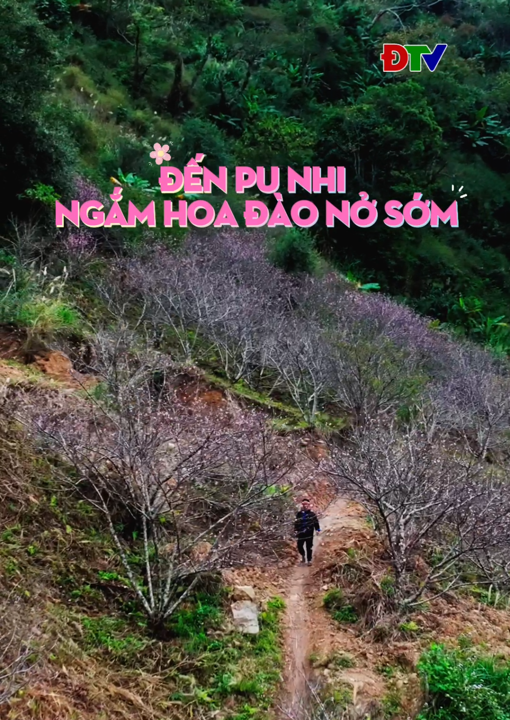 Đến Pu Nhi ngắm hoa đ&agrave;o nở sớm