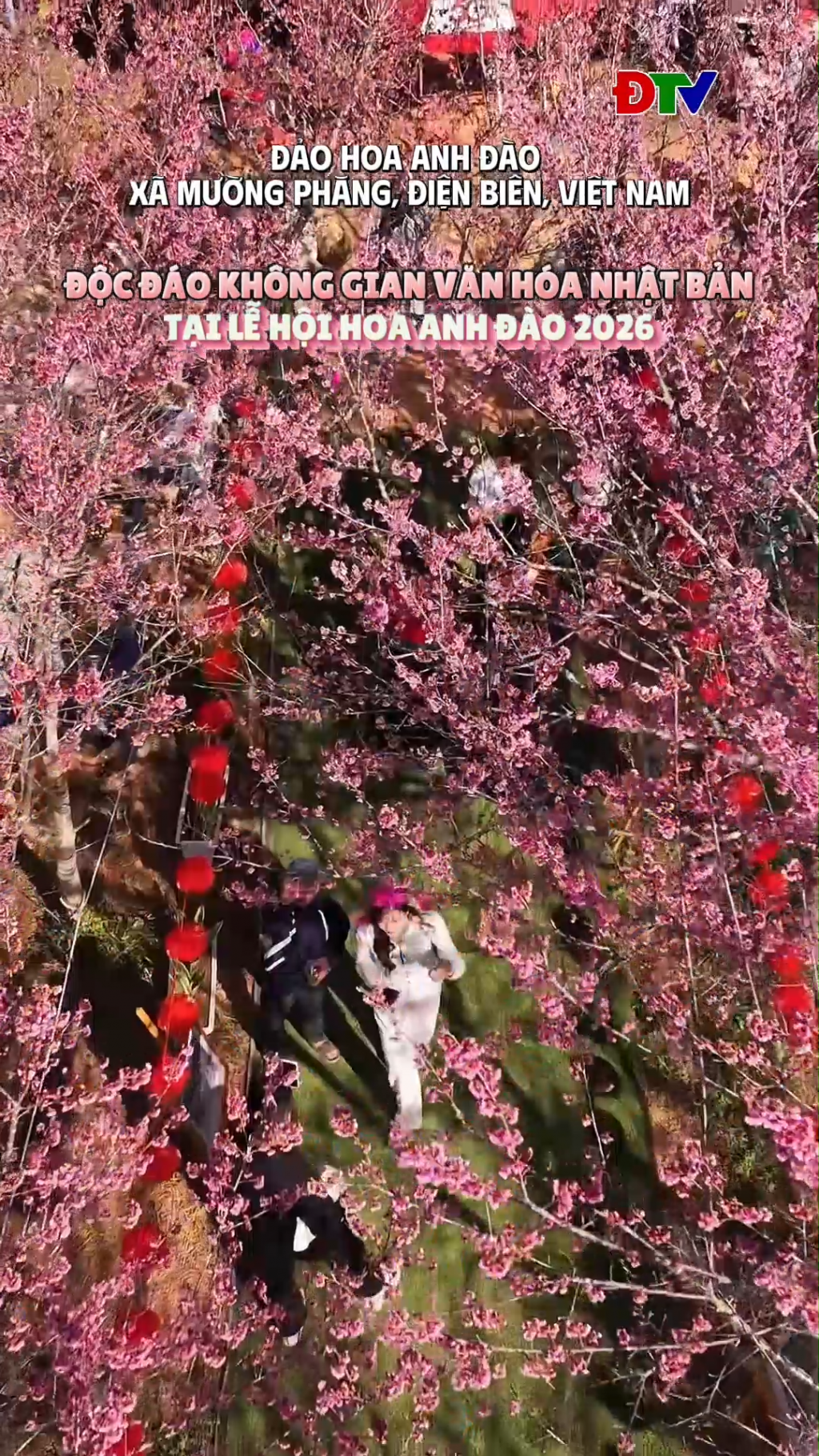 Độc đ&aacute;o kh&ocirc;ng gian văn h&oacute;a Nhật Bản tại Lễ hội hoa anh đ&agrave;o 2026