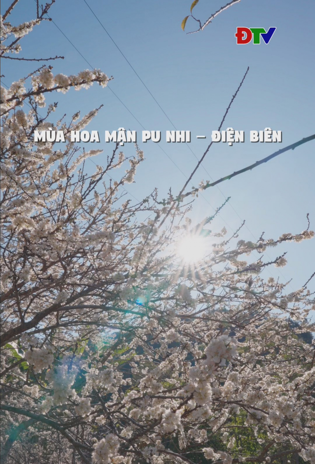 M&ugrave;a hoa mận Pu Nhi &ndash; Điện Bi&ecirc;n