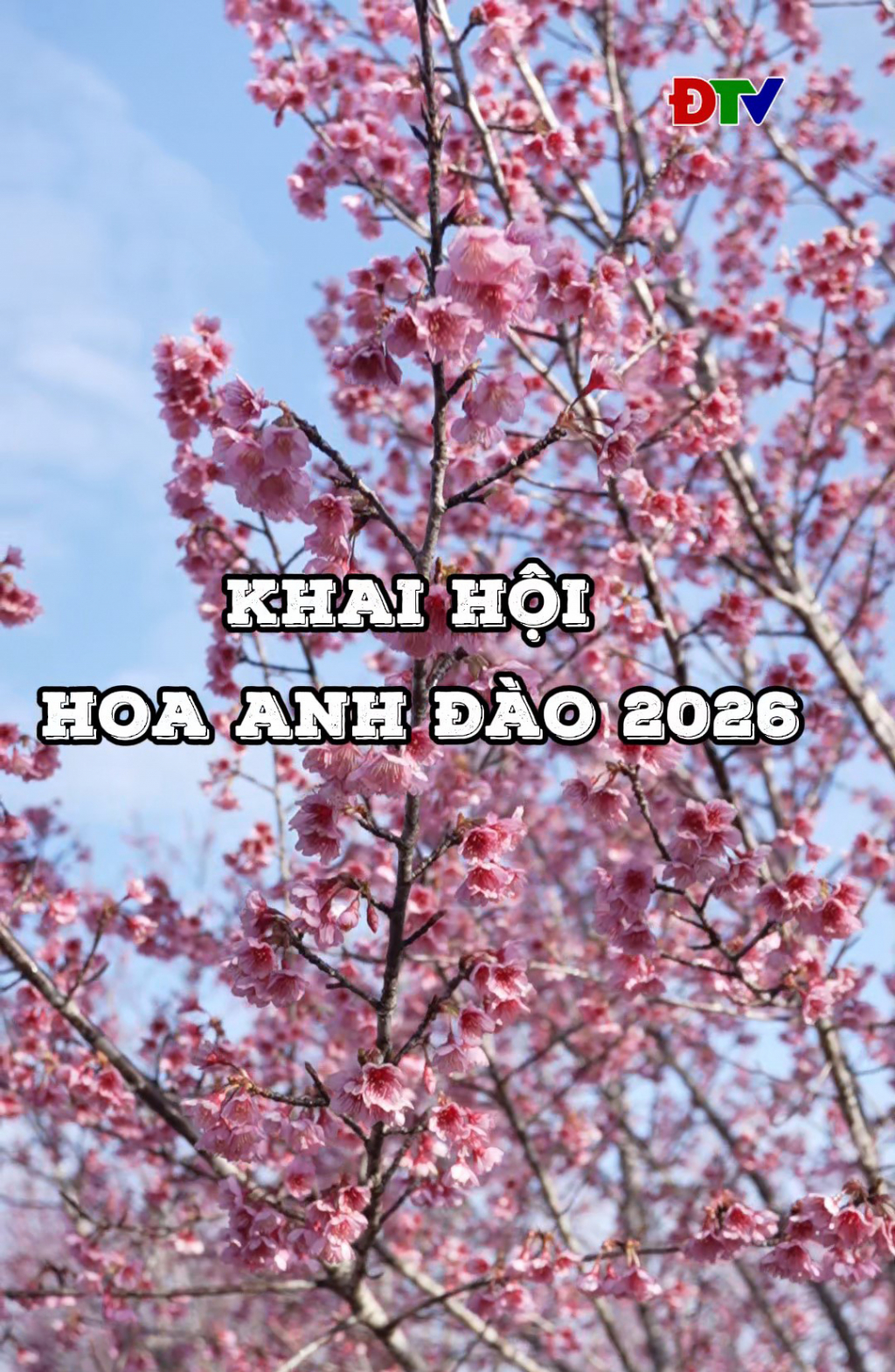 Khai hội hoa anh đ&agrave;o