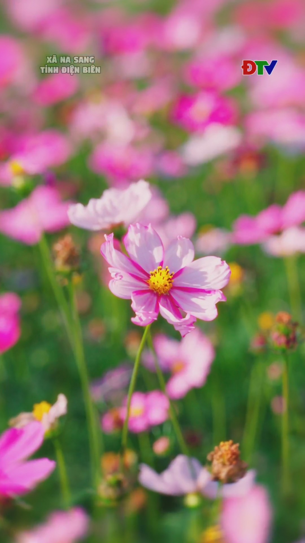 Một g&oacute;c xu&acirc;n đang khoe sắc ở Na Sang