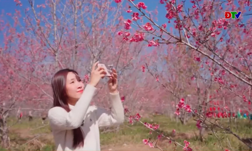 Về Mường Phăng vui Lễ hội hoa anh đ&agrave;o