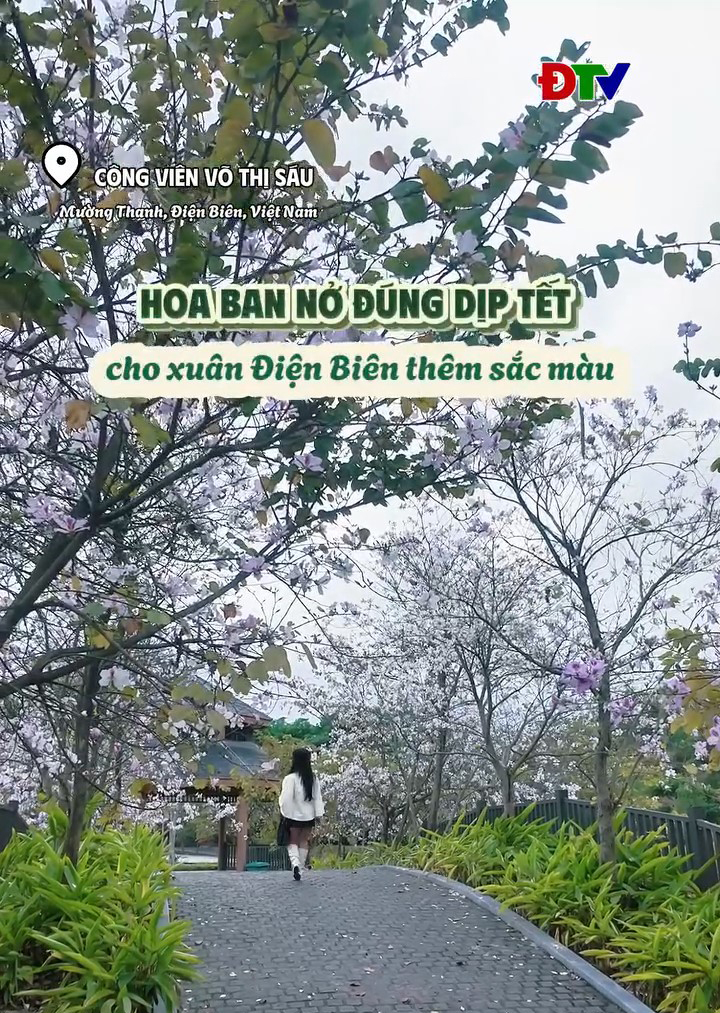 Hoa ban cho xu&acirc;n Điện Bi&ecirc;n th&ecirc;m sắc