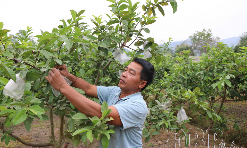 Đảng vững mạnh từ gốc