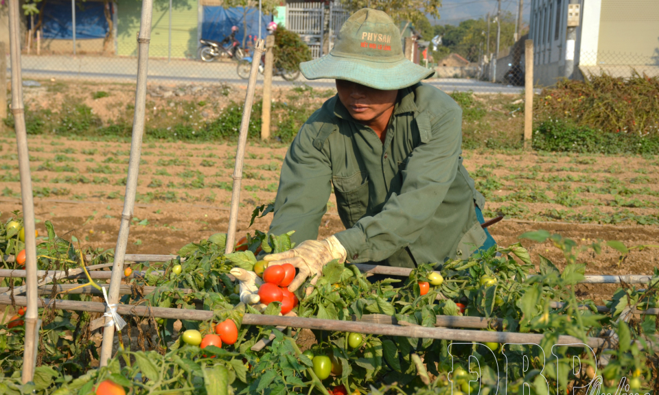 Rộn r&agrave;ng vựa rau cuối năm