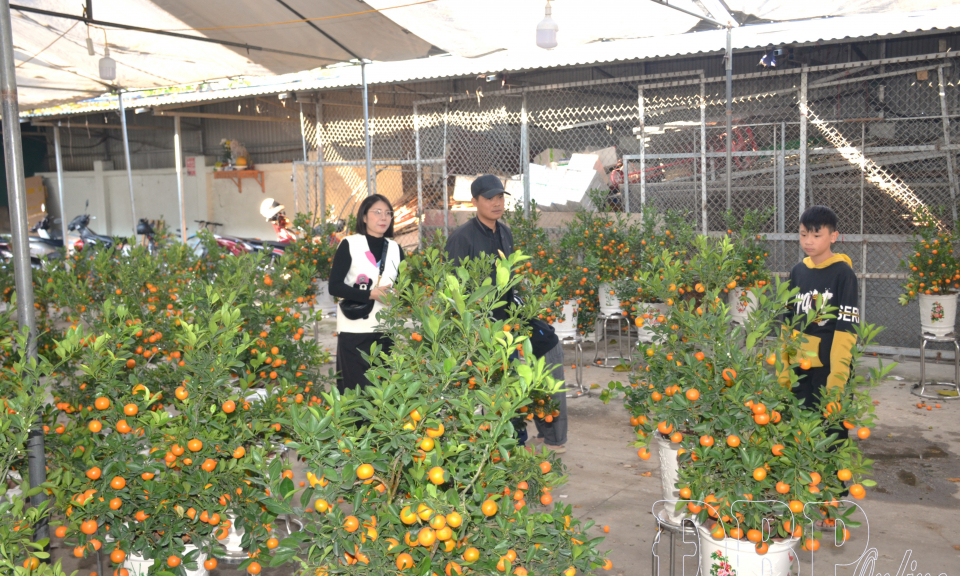 Nỗi niềm người b&aacute;n đ&agrave;o, quất cuối năm