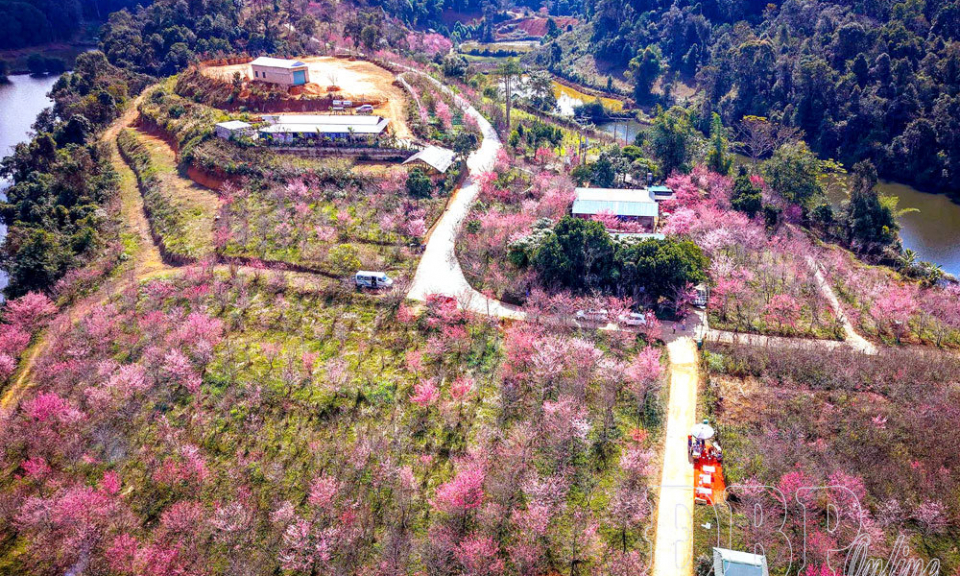 Thắm sắc hoa anh đ&agrave;o