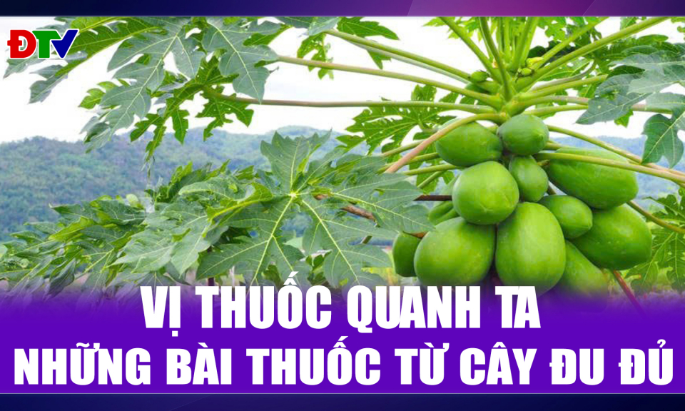Những b&agrave;i thuốc từ c&acirc;y đu đủ