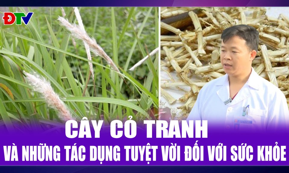 Những b&agrave;i thuốc từ c&acirc;y cỏ tranh