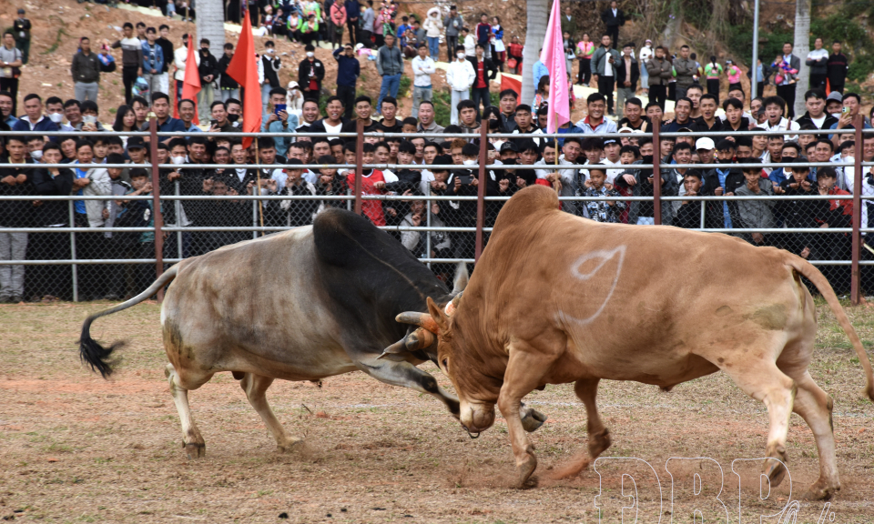 Đấu b&ograve; đầu năm - n&eacute;t đẹp văn h&oacute;a ở v&ugrave;ng cao Na Son