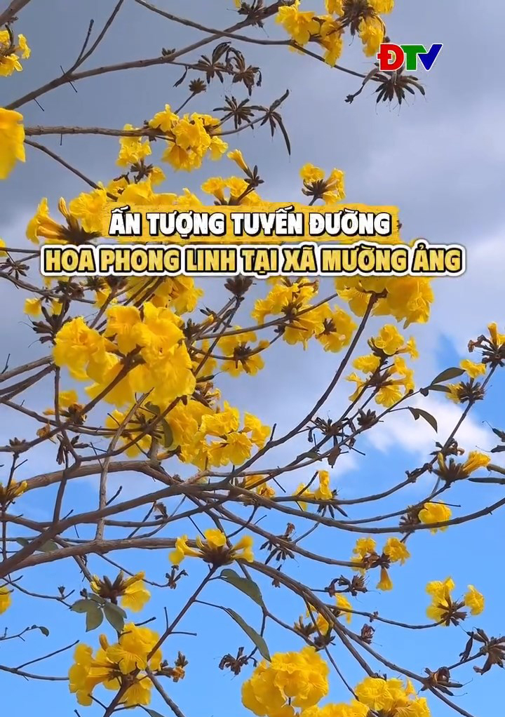 Ấn tượng tuyến đường hoa phong linh tại x&atilde; Mường Ảng