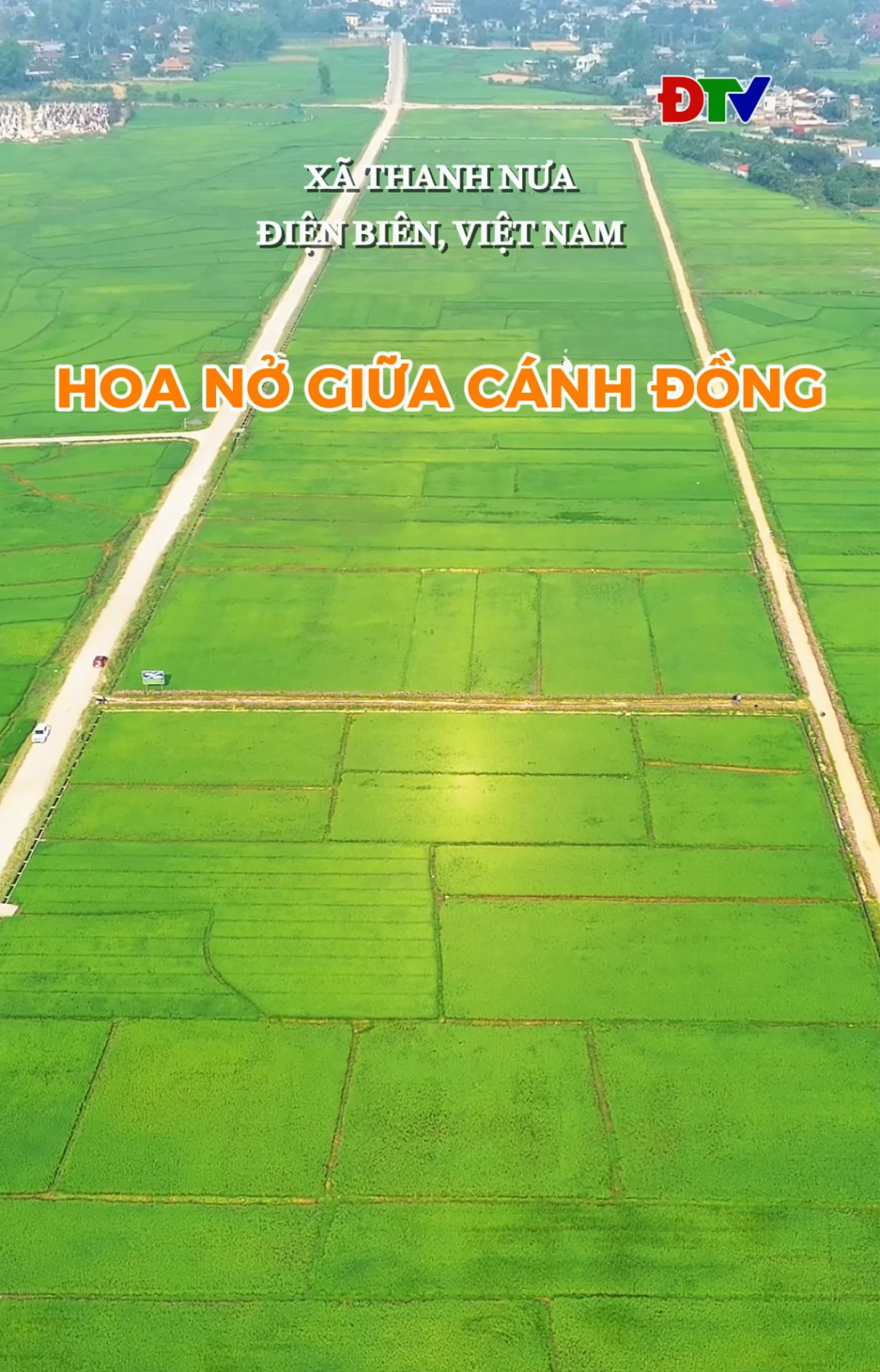 Hoa nở giữa c&aacute;nh đồng