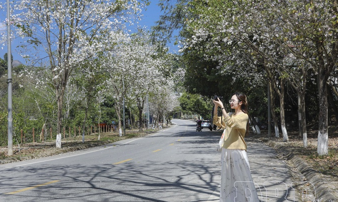 Travelers and ban (bauhinia) flowers
