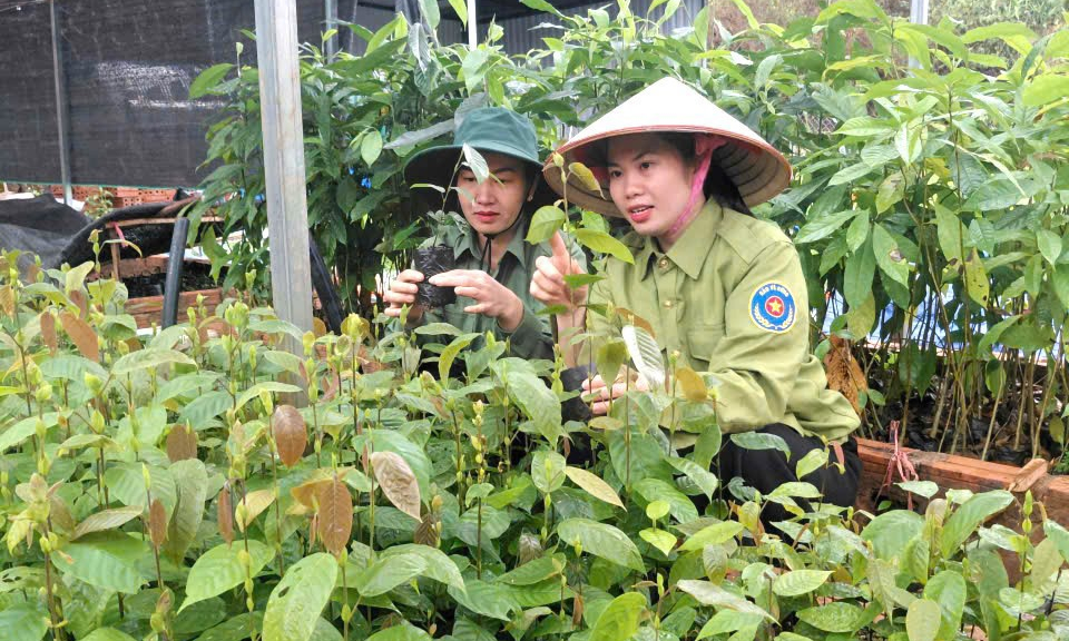 Đảm bảo c&acirc;y giống cho m&ugrave;a trồng rừng