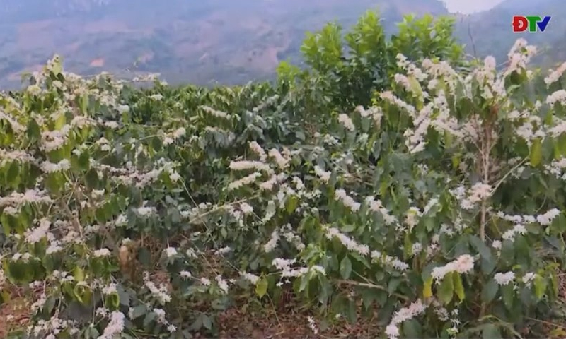 Mường Khoe &ndash; hương c&agrave; ph&ecirc; thơm nồng