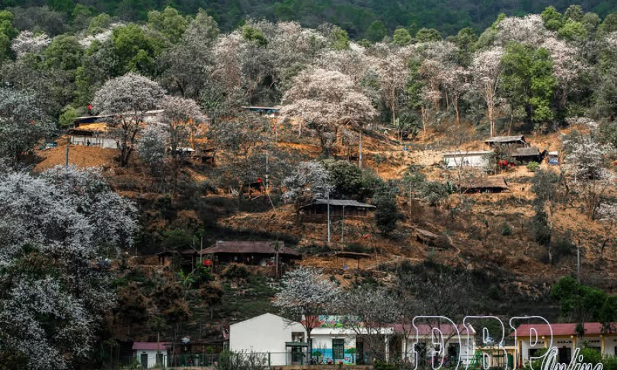 Giữ rừng ban cổ