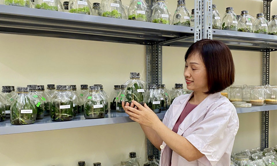 L&agrave;m chủ những m&ugrave;a hoa