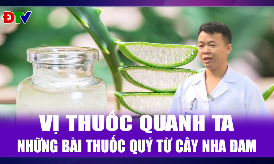 Những b&agrave;i thuốc qu&yacute; từ c&acirc;y nha đam