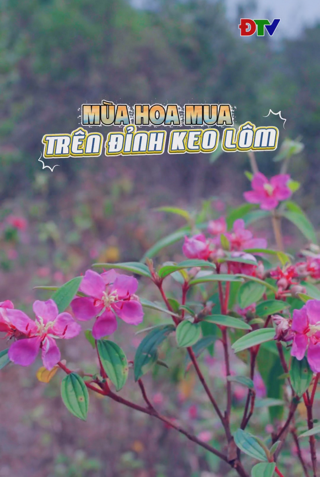 M&ugrave;a hoa mua tr&ecirc;n đỉnh Keo L&ocirc;m