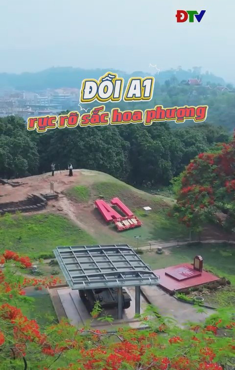 Đồi A1 rực rỡ sắc hoa phượng