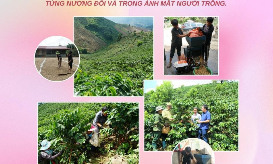 M&agrave;u xanh c&agrave; ph&ecirc; mở lối đổi thay v&ugrave;ng cao 