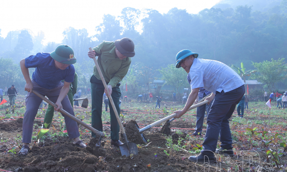 Mường T&ugrave;ng phấn đấu trồng 50ha c&acirc;y mắc ca xen lẫn c&agrave; ph&ecirc;