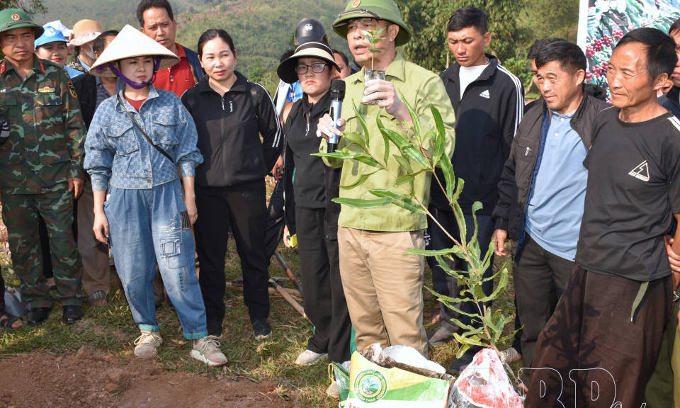 Mường Nh&eacute; phấn đấu trồng 300ha c&acirc;y c&agrave; ph&ecirc; trong năm 2026