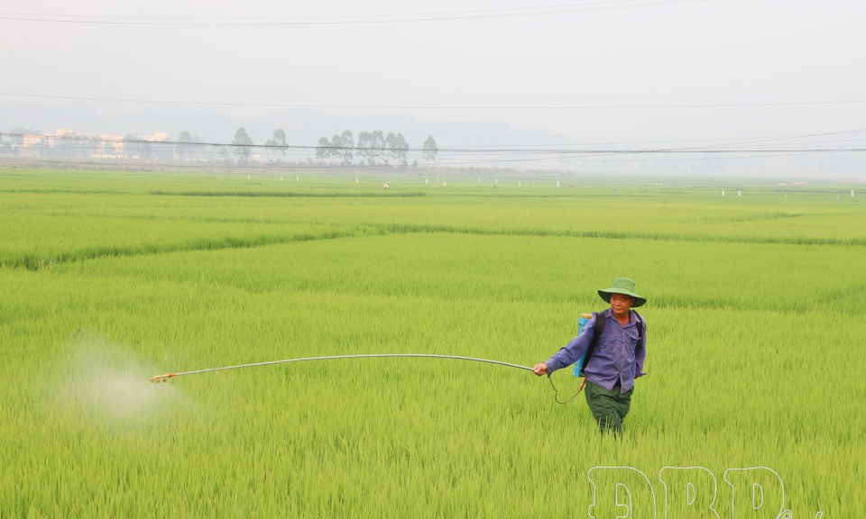 Ph&ograve;ng trừ s&acirc;u bệnh hại l&uacute;a vụ Đ&ocirc;ng Xu&acirc;n
